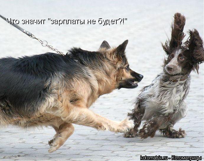 Что значит "зарплаты не будет?!"... Котоматрица: Что значит "зарплаты не будет?!"