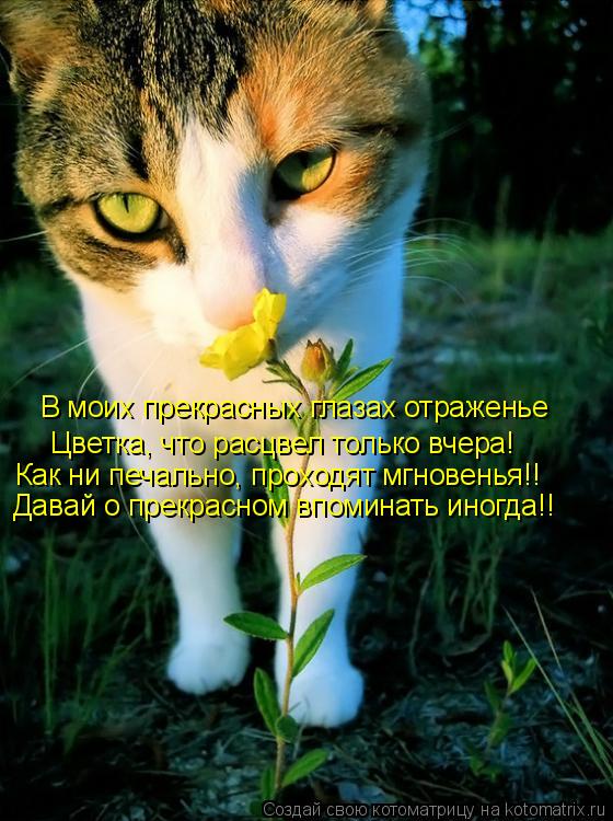 В моих прекрасных глазах отраженье Цветка, что расцвел только вчера! Как ни печально, проходят мгнове... Котоматрица: В моих прекрасных глазах отраженье Цветка, что расцвел только вчера! Как ни печально, проходят мгновенья!! Давай о прекрасном впоминать ино