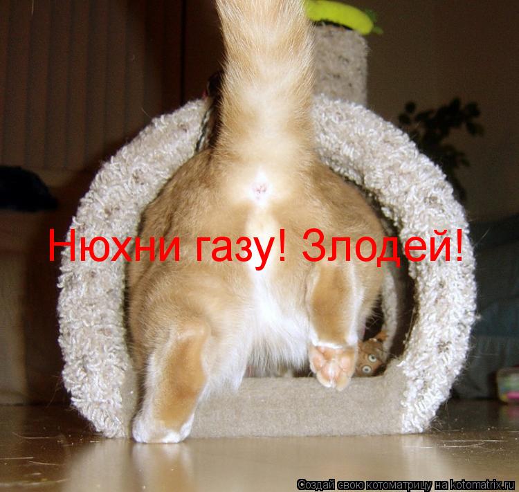 Нюхни газу! Злодей!... Котоматрица: Нюхни газу! Злодей!
