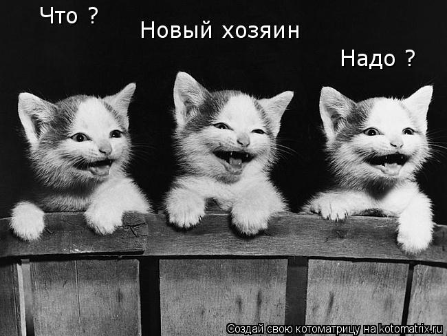 Что ? Новый хозяин Надо ?... Котоматрица: Что ? Новый хозяин Надо ?