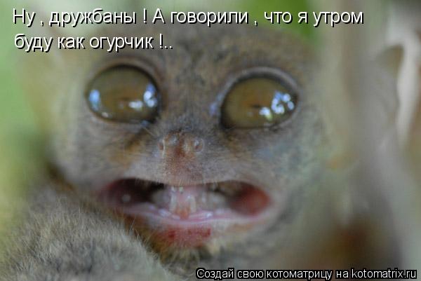 Ну , дружбаны ! А говорили , что я утром буду как огурчик !..... Котоматрица: Ну , дружбаны ! А говорили , что я утром буду как огурчик !..