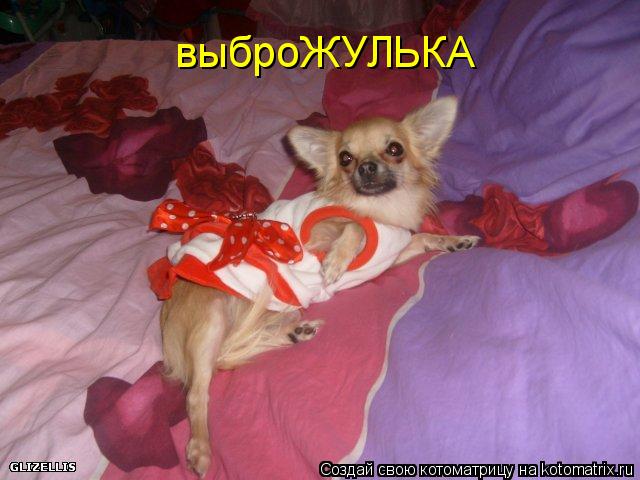 выброЖУЛЬКА... Котоматрица: выброЖУЛЬКА