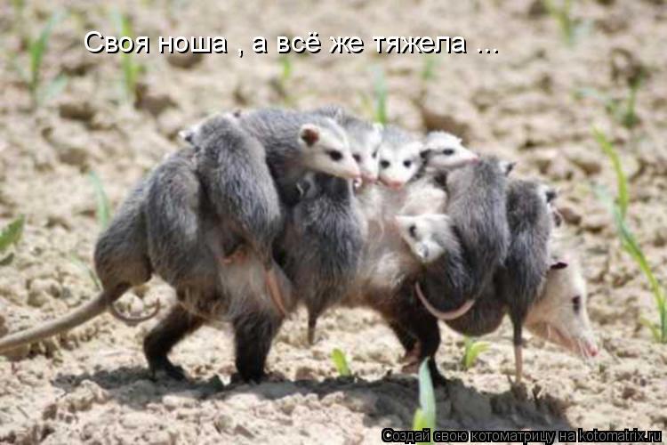 Своя ноша , а всё же тяжела ...... Котоматрица: Своя ноша , а всё же тяжела ...