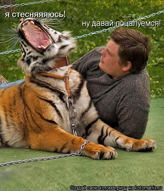 ну давай поцалуемся! я стесняяяюсь!... Котоматрица: ну давай поцалуемся! я стесняяяюсь!