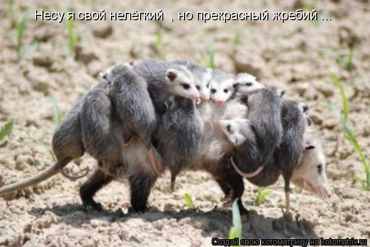 Несу я свой нелёгкий , но прекрасный жребий ...... Котоматрица: Несу я свой нелёгкий , но прекрасный жребий ...