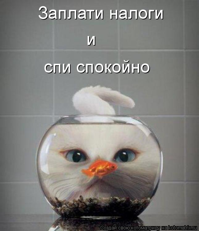 Заплати налоги и спи спокойно... Котоматрица: Заплати налоги и спи спокойно