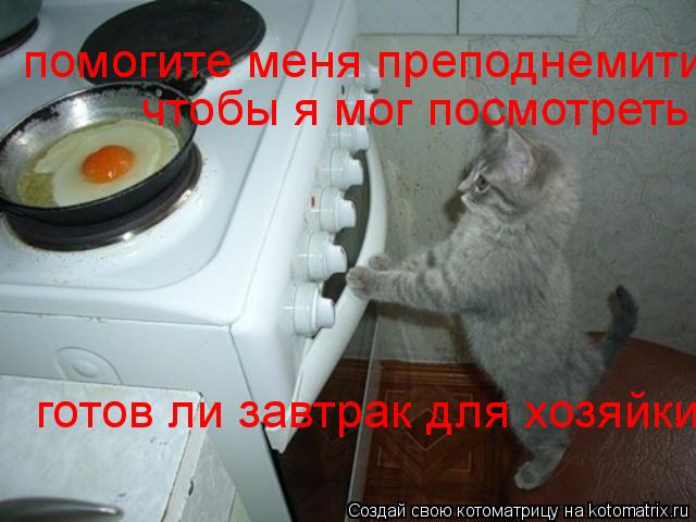 помогите меня преподнемити чтобы я мог посмотреть готов ли завтрак для хозяйки... Котоматрица: помогите меня преподнемити чтобы я мог посмотреть готов ли завтрак для хозяйки