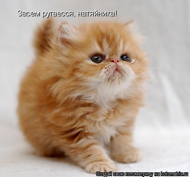 Засем ругаесся, натяйника!... Котоматрица: Засем ругаесся, натяйника!