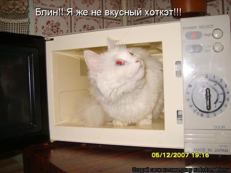 Блин!! Я же не вкусный хоткэт!!!... Котоматрица: Блин!! Я же не вкусный хоткэт!!!
