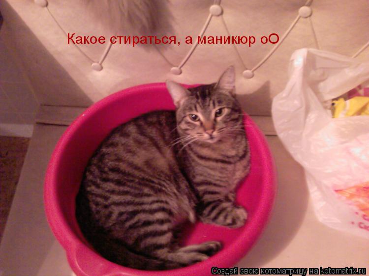 Какое стираться, а маникюр оО... Котоматрица: Какое стираться, а маникюр оО