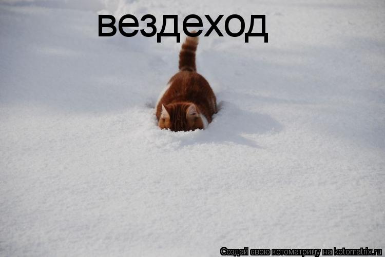вездеход... Котоматрица: вездеход
