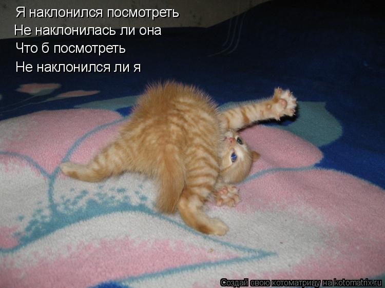 Я наклонился посмотреть Не наклонилась ли она Что б посмотреть Не наклонился ли я... Котоматрица: Я наклонился посмотреть Не наклонилась ли она Что б посмотреть Не наклонился ли я