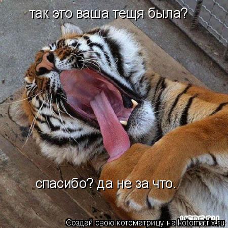 так это ваша тещя была? так это ваша тещя была? спасибо? да не за что.... Котоматрица: так это ваша тещя была? так это ваша тещя была? спасибо? да не за что.