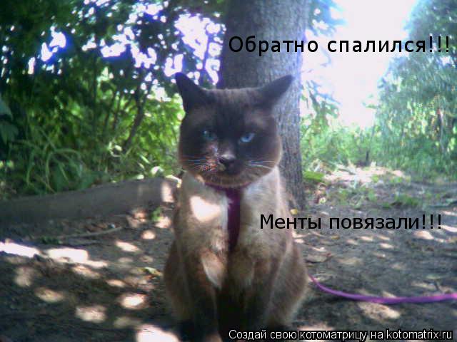Менты повязали!!! Обратно спалился!!!... Котоматрица: Менты повязали!!! Обратно спалился!!!