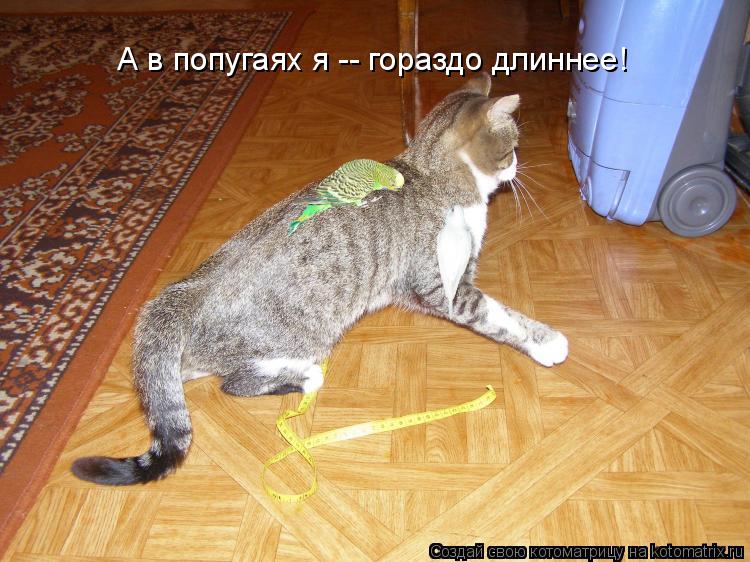 А в попугаях я -- гораздо длиннее!... Котоматрица: А в попугаях я -- гораздо длиннее!
