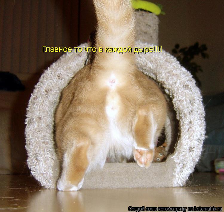 Главное то что в каждой дыре!!!!... Котоматрица: Главное то что в каждой дыре!!!!