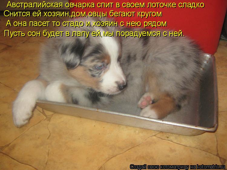 Австралийская овчарка спит в своем лоточке сладко А она пасет то стадо и хозяин с нею рядом Пусть сон... Котоматрица: Австралийская овчарка спит в своем лоточке сладко А она пасет то стадо и хозяин с нею рядом Пусть сон будет в лапу ей,мы порадуемся с ней. Сн
