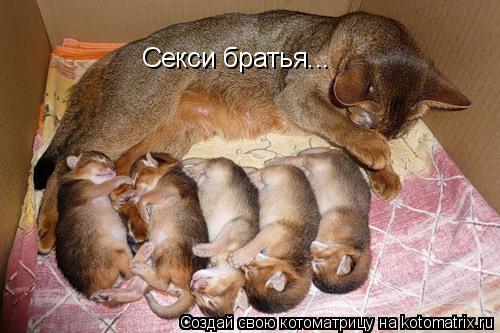 Котоматрица: Секси братья...