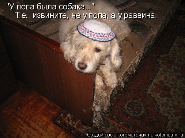"У попа была собака..." Т.е., извините, не у попа, а у раввина.... Котоматрица: "У попа была собака..." Т.е., извините, не у попа, а у раввина.
