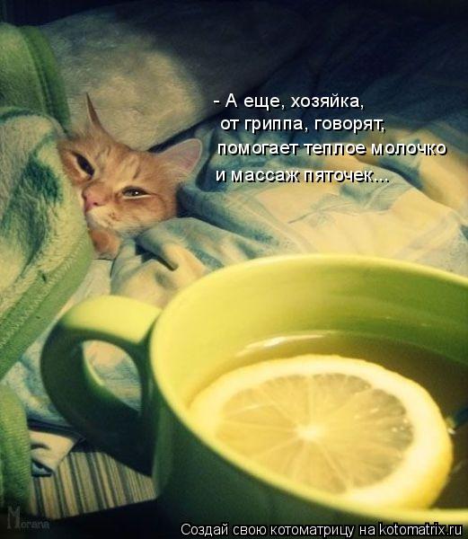 Котоматрица: - А еще, хозяйка, от гриппа, говорят, помогает теплое молочко и массаж пяточек...