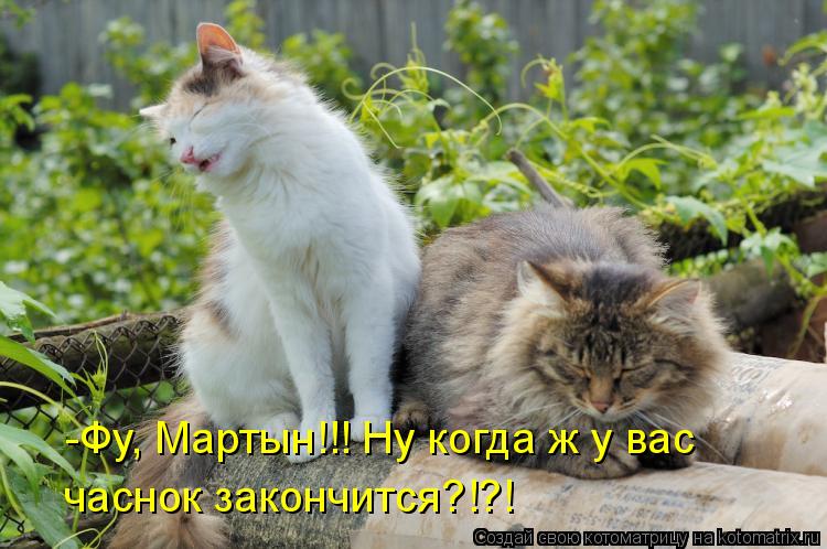 -Фу, Мартын!!! Ну когда ж у вас часнок закончится?!?!... Котоматрица: -Фу, Мартын!!! Ну когда ж у вас часнок закончится?!?!