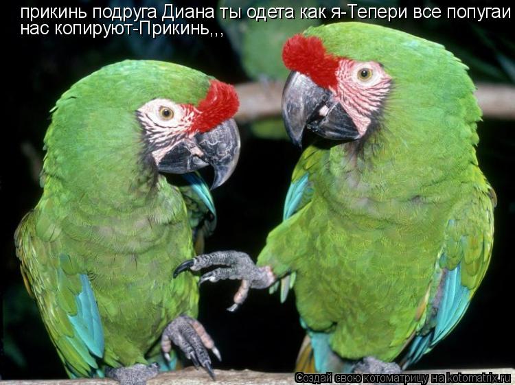 Котоматрица: прикинь подруга Диана ты одета как я-Тепери все попугаи нас копируют-Прикинь,,, нас копируют-Прикинь,,,