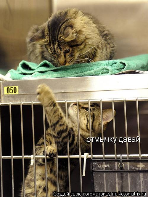 Котоматрица: отмычку давай