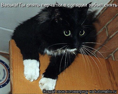 Васька!Ты опять перчатки в солярии забыл снять?!... Котоматрица: Васька!Ты опять перчатки в солярии забыл снять?!
