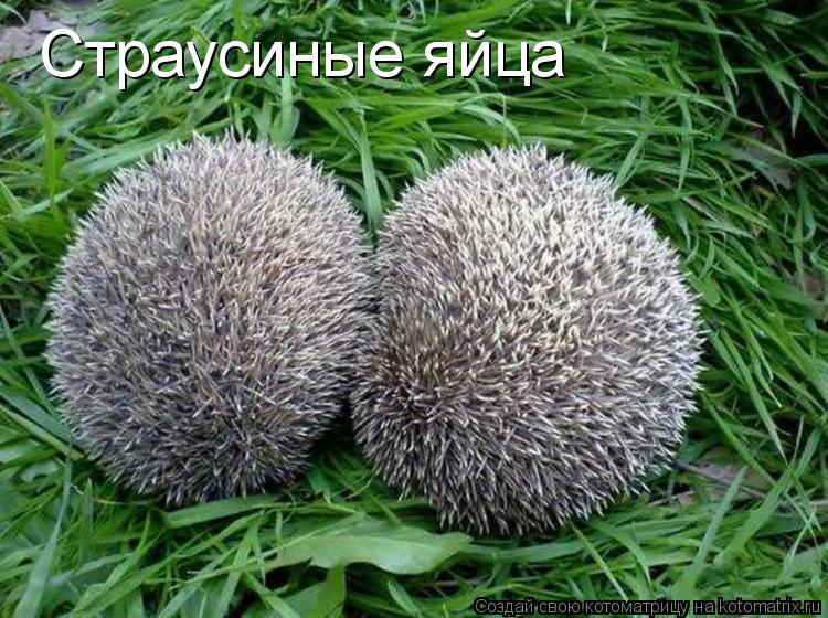 Котоматрица: Страусиные яйца