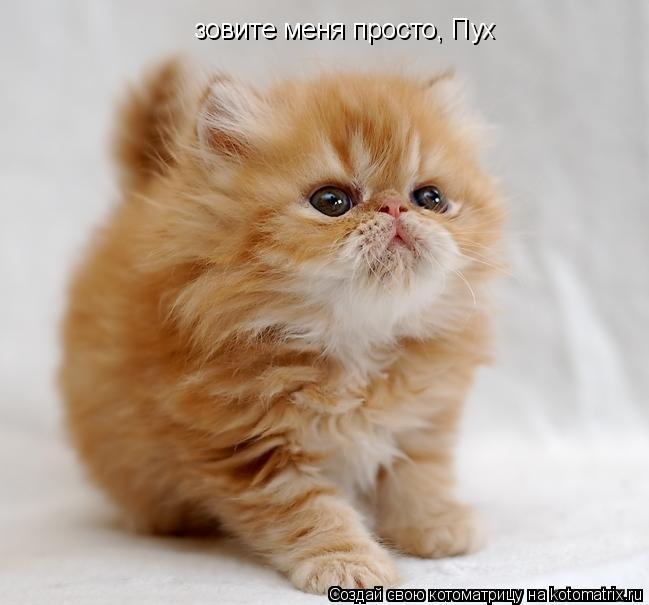 Котоматрица: зовите меня просто, Пух