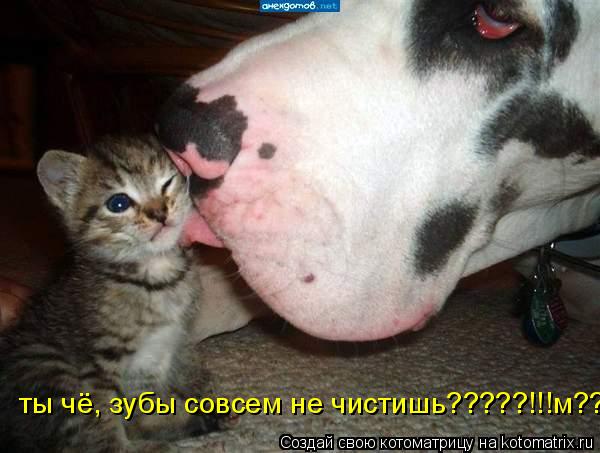 Котоматрица: ты чё, зубы совсем не чистишь?????!!!м??