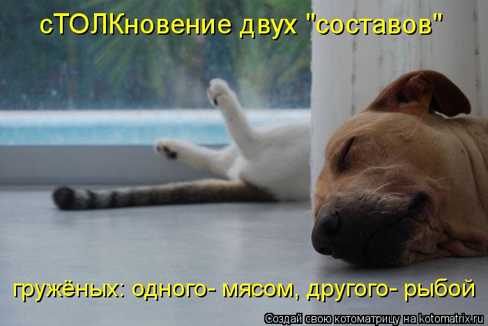 сТОЛКновение двух "составов" гружёных: одного- мясом, другого- рыбой... Котоматрица: сТОЛКновение двух "составов" гружёных: одного- мясом, другого- рыбой