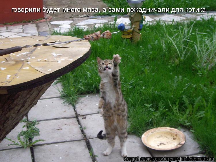 говорили будет много мяса, а сами пожадничали для котика... Котоматрица: говорили будет много мяса, а сами пожадничали для котика