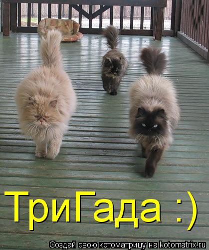 Котоматрица: ТриГада :)