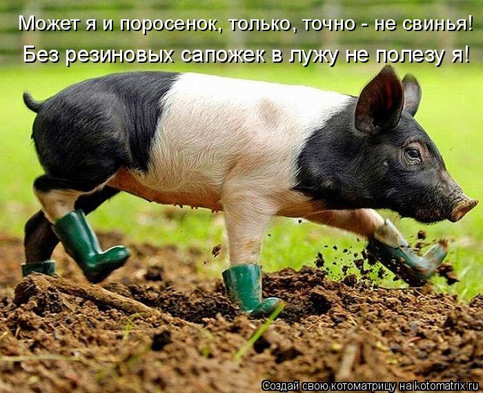 Без резиновых сапожек в лужу не полезу я! Может я и поросенок, только, точно - не свинья!... Котоматрица: Без резиновых сапожек в лужу не полезу я! Может я и поросенок, только, точно - не свинья!