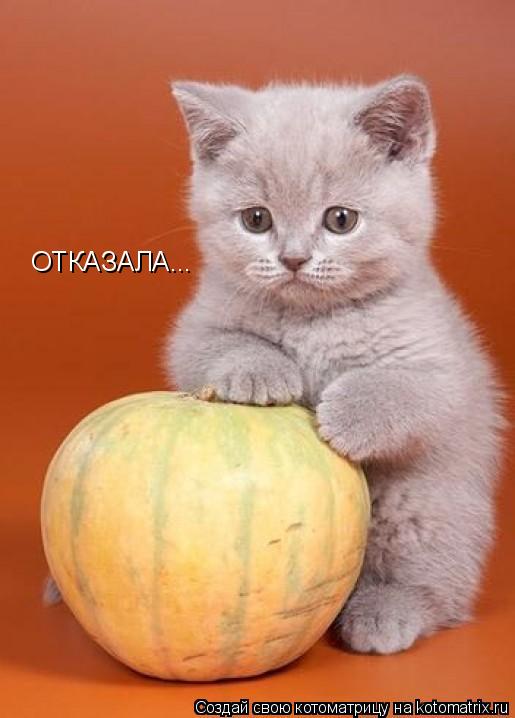 ОТКАЗАЛА...... Котоматрица: ОТКАЗАЛА...