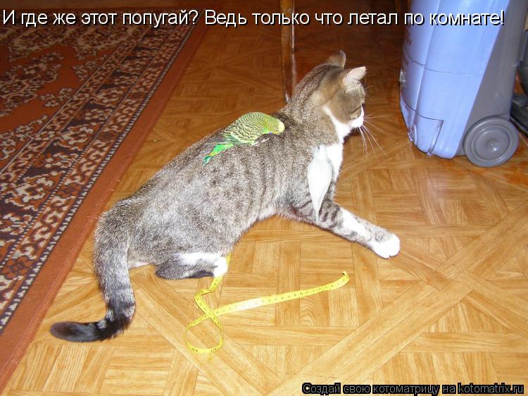И где же этот попугай? Ведь только что летал по комнате!... Котоматрица: И где же этот попугай? Ведь только что летал по комнате!