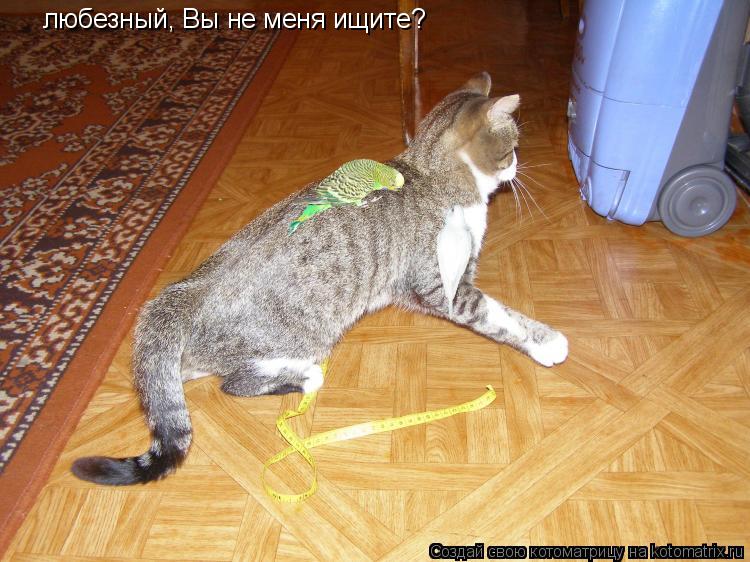 любезный, Вы не меня ищите?... Котоматрица: любезный, Вы не меня ищите?