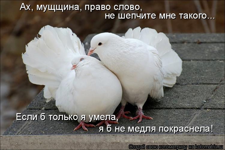 не шепчите мне такого... Если б только я умела, я б не медля покраснела! Ах, мущщина, право слово,... Котоматрица: не шепчите мне такого... Если б только я умела, я б не медля покраснела! Ах, мущщина, право слово,