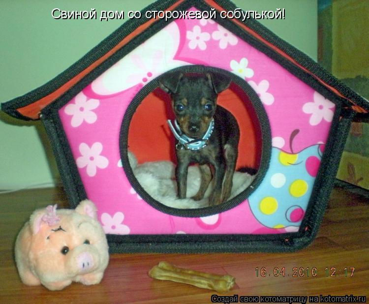 Свиной дом со сторожевой собулькой!... Котоматрица: Свиной дом со сторожевой собулькой!