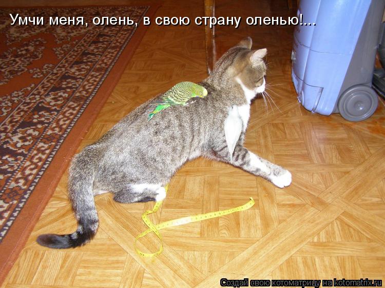 Умчи меня, олень, в свою страну оленью!...... Котоматрица: Умчи меня, олень, в свою страну оленью!...