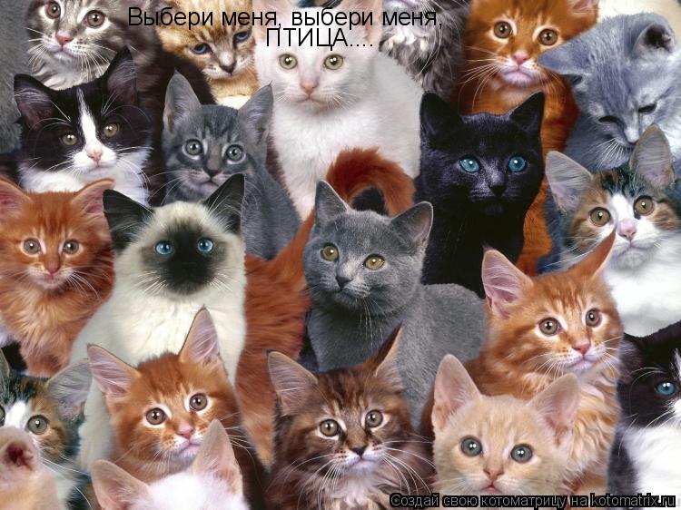 Выбери меня, выбери меня, ПТИЦА....... Котоматрица: Выбери меня, выбери меня, ПТИЦА....