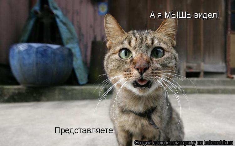 А я МЫШЬ видел! Представляете!... Котоматрица: А я МЫШЬ видел! Представляете!