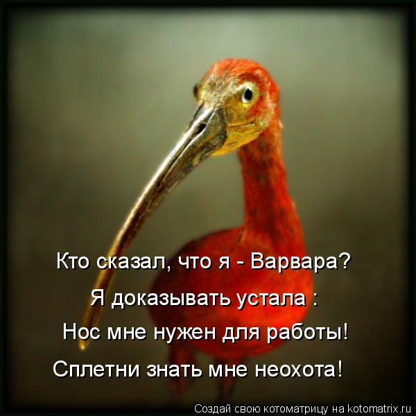 Кто сказал, что я - Варвара? Я доказывать устала : Нос мне нужен для работы! Сплетни знать мне неохот... Котоматрица: Кто сказал, что я - Варвара? Я доказывать устала : Нос мне нужен для работы! Сплетни знать мне неохота!