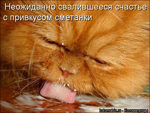 Неожиданно свалившееся счастье с привкусом сметанки... Котоматрица: Неожиданно свалившееся счастье с привкусом сметанки