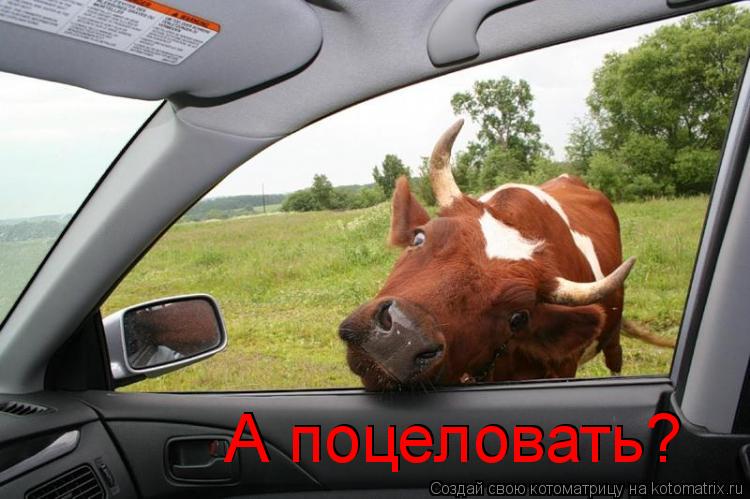 А поцеловать? А поцеловать?... Котоматрица: А поцеловать? А поцеловать?