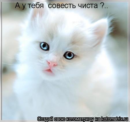 Котоматрица: А у тебя  совесть чиста ?..