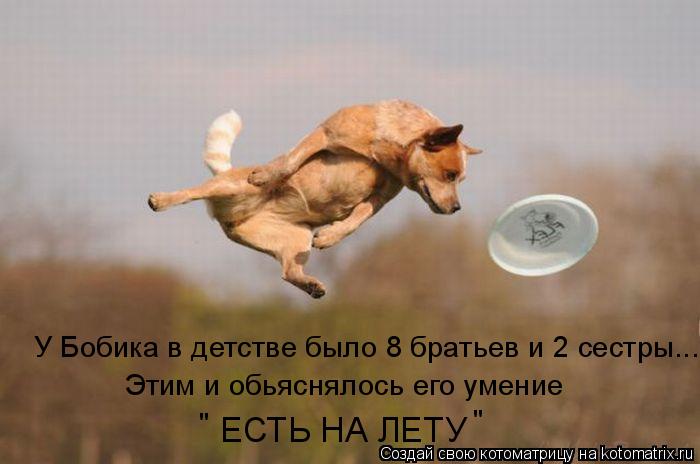 У Бобика в детстве было 8 братьев и 2 сестры... ЕСТЬ НА ЛЕТУ Этим и обьяснялось его умение " "... Котоматрица: У Бобика в детстве было 8 братьев и 2 сестры... ЕСТЬ НА ЛЕТУ Этим и обьяснялось его умение " "