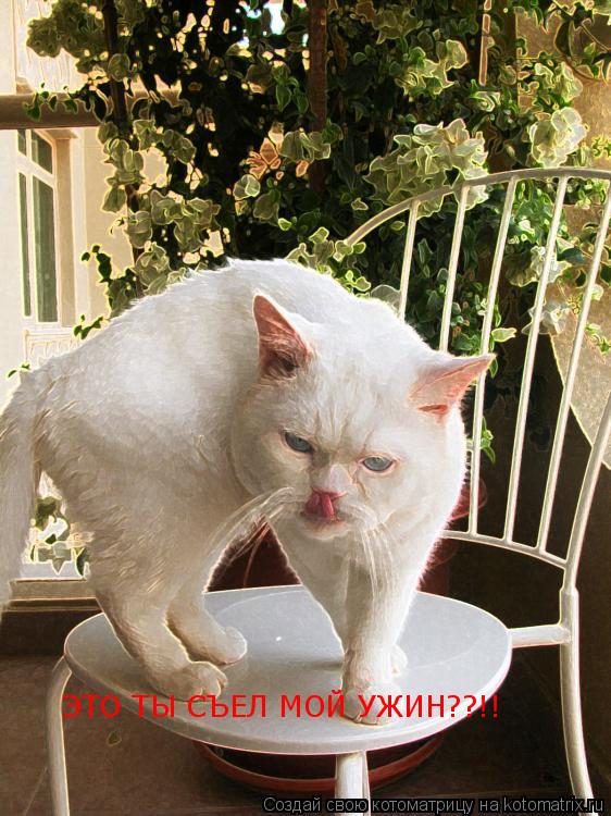 Котоматрица: ЭТО ТЫ СЪЕЛ МОЙ УЖИН??!!