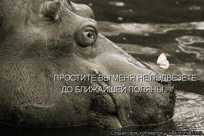 Котоматрица: ПРОСТИТЕ,ВЫ МЕНЯ НЕ ПОДВЕЗЕТЕ ДО БЛИЖАЙШЕЙ ПОЛЯНЫ
